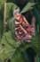 Landkaartje 8 (Araschnia levana)